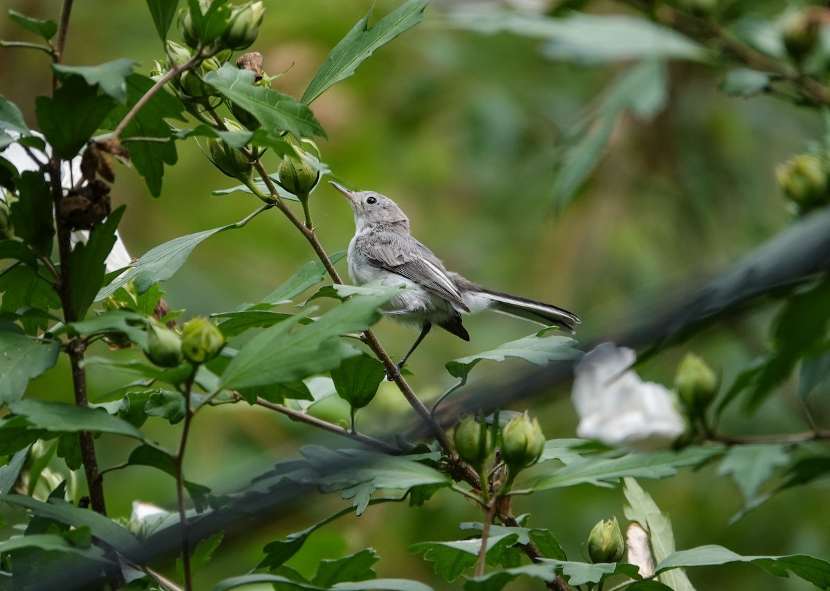 Blue-gray Gnatcatcher - ML620616111