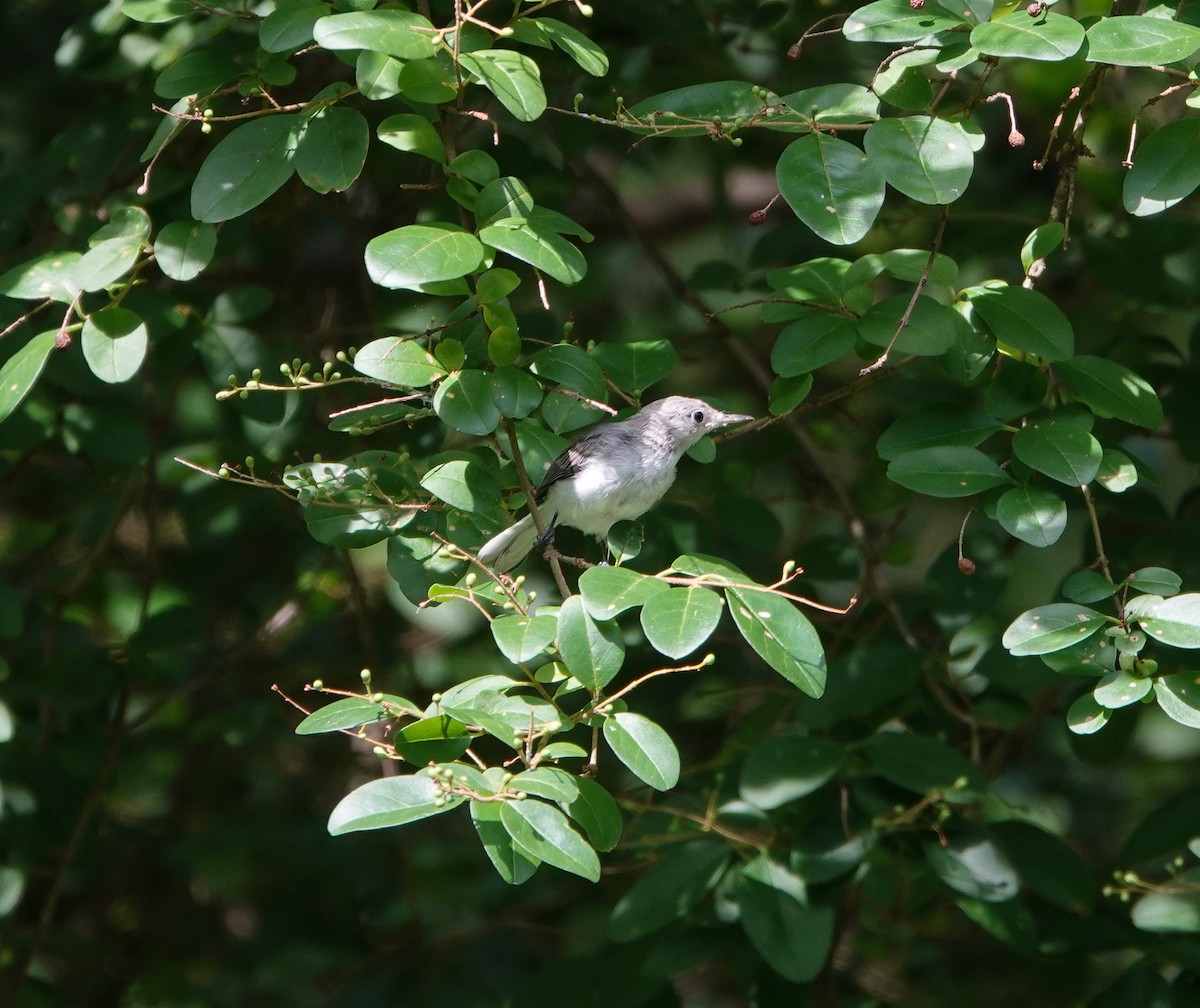 Blue-gray Gnatcatcher - ML620616112