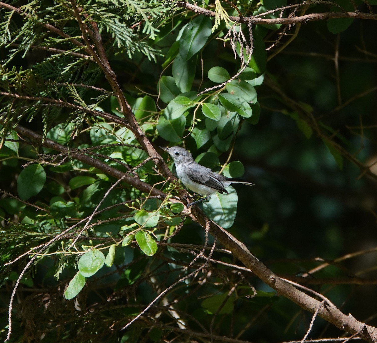 Blue-gray Gnatcatcher - ML620616114