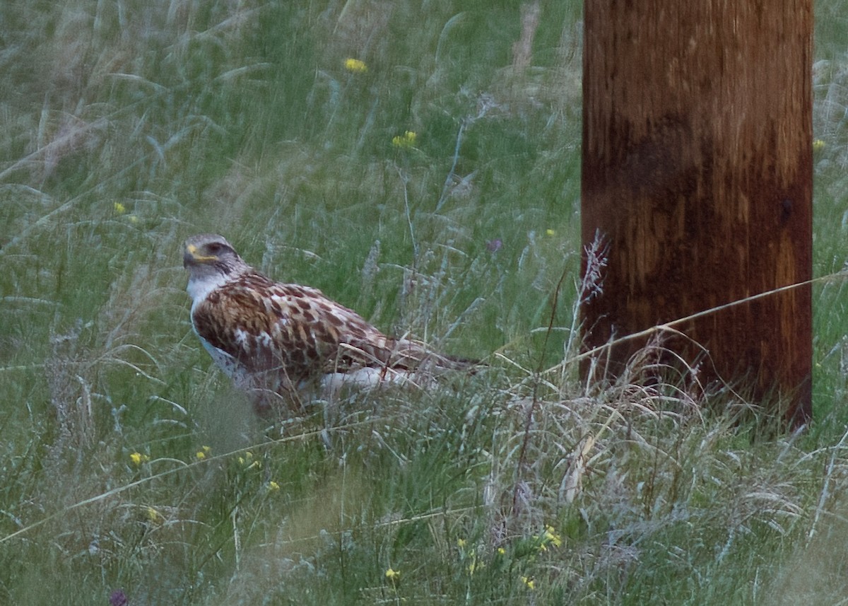 Ferruginous Hawk - ML620616116