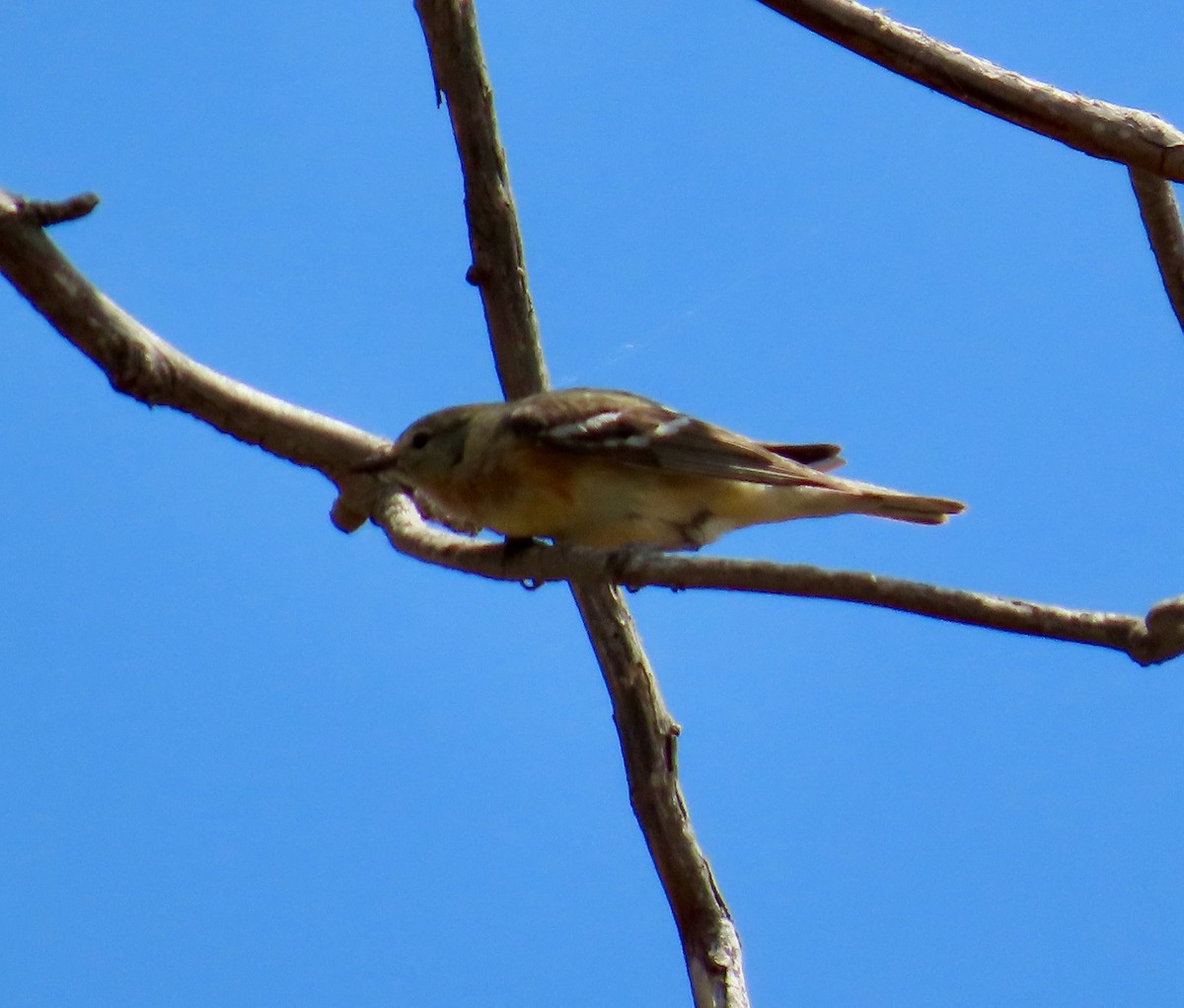 Bay-breasted Warbler - ML620616118