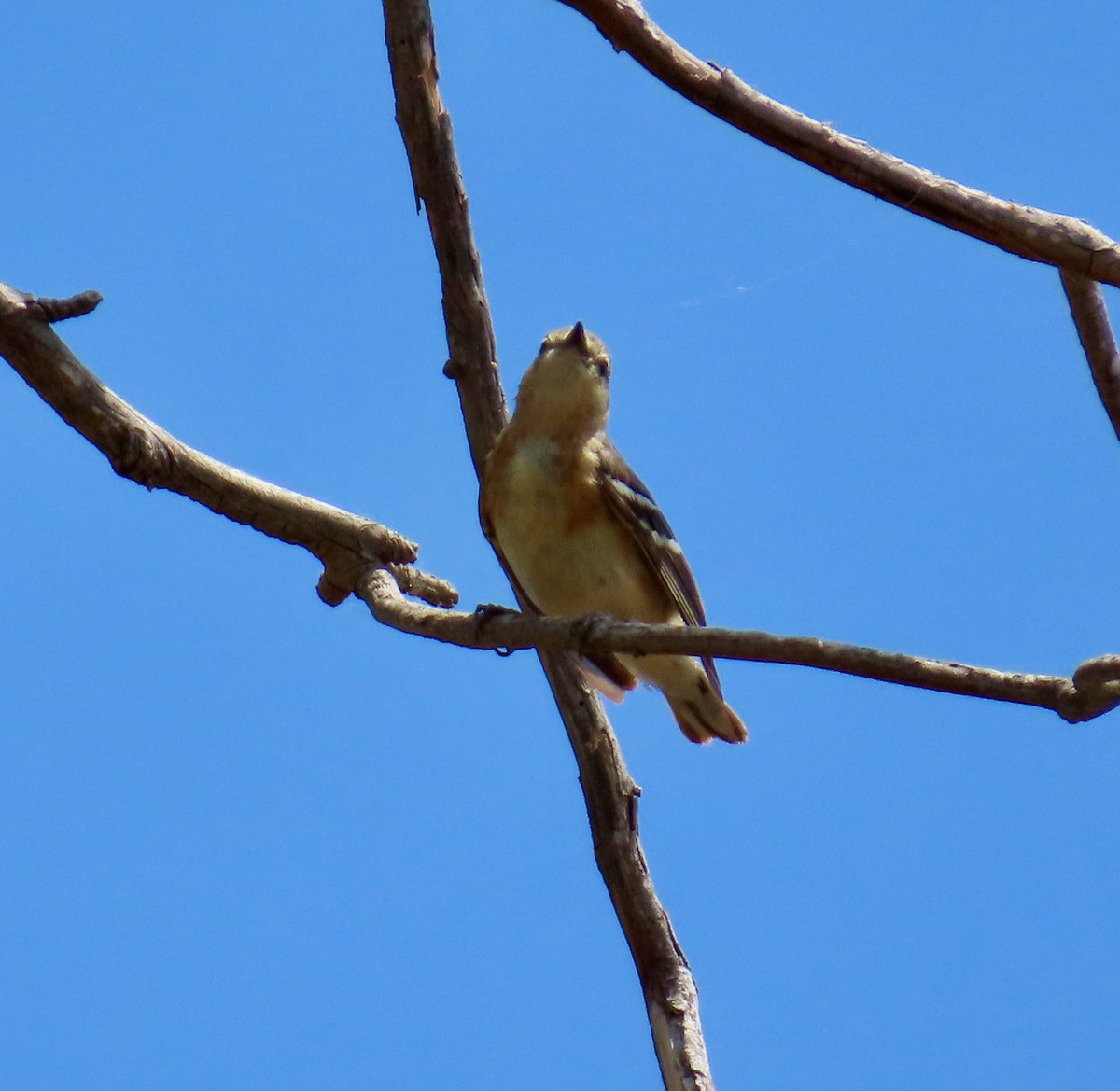 Bay-breasted Warbler - ML620616119