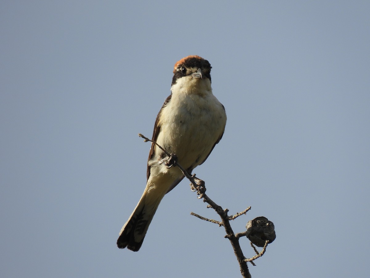 Woodchat Shrike - ML620616121