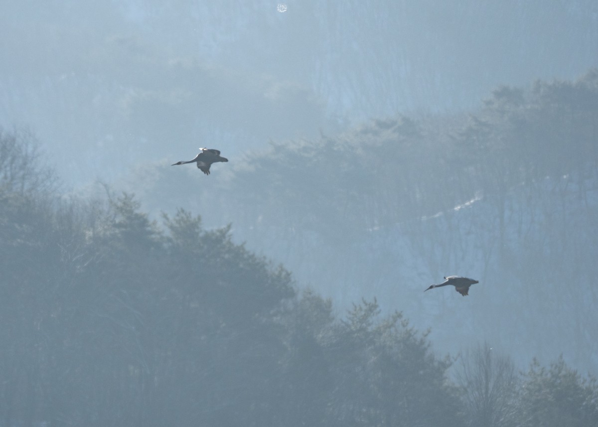 White-naped Crane - ML620616122