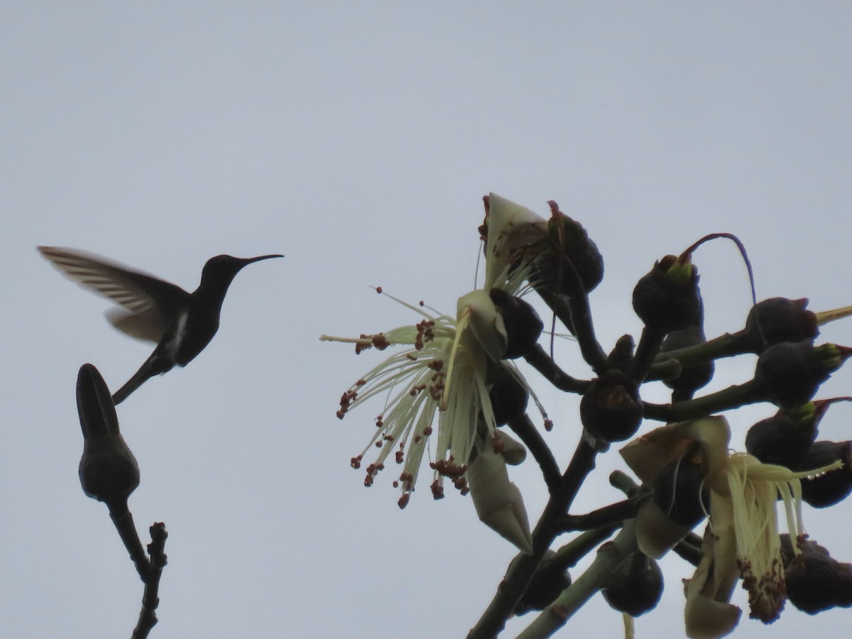 Colibrí Negro - ML620616123