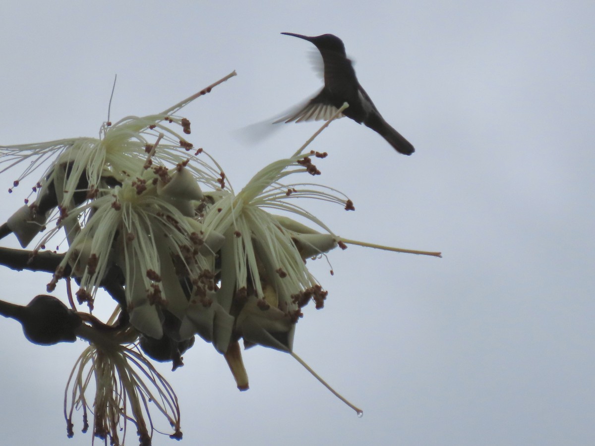 Colibrí Negro - ML620616125