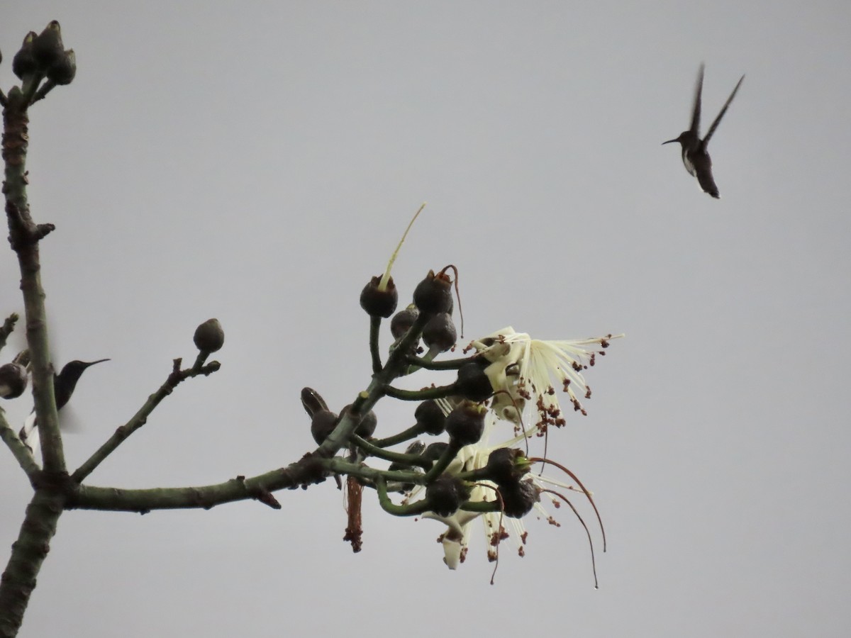 Colibrí Negro - ML620616127