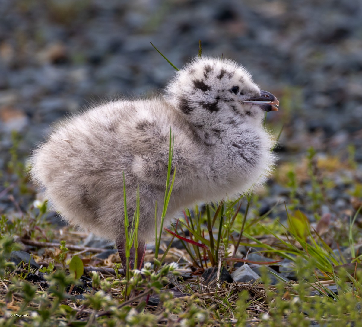 Herring Gull - ML620616132