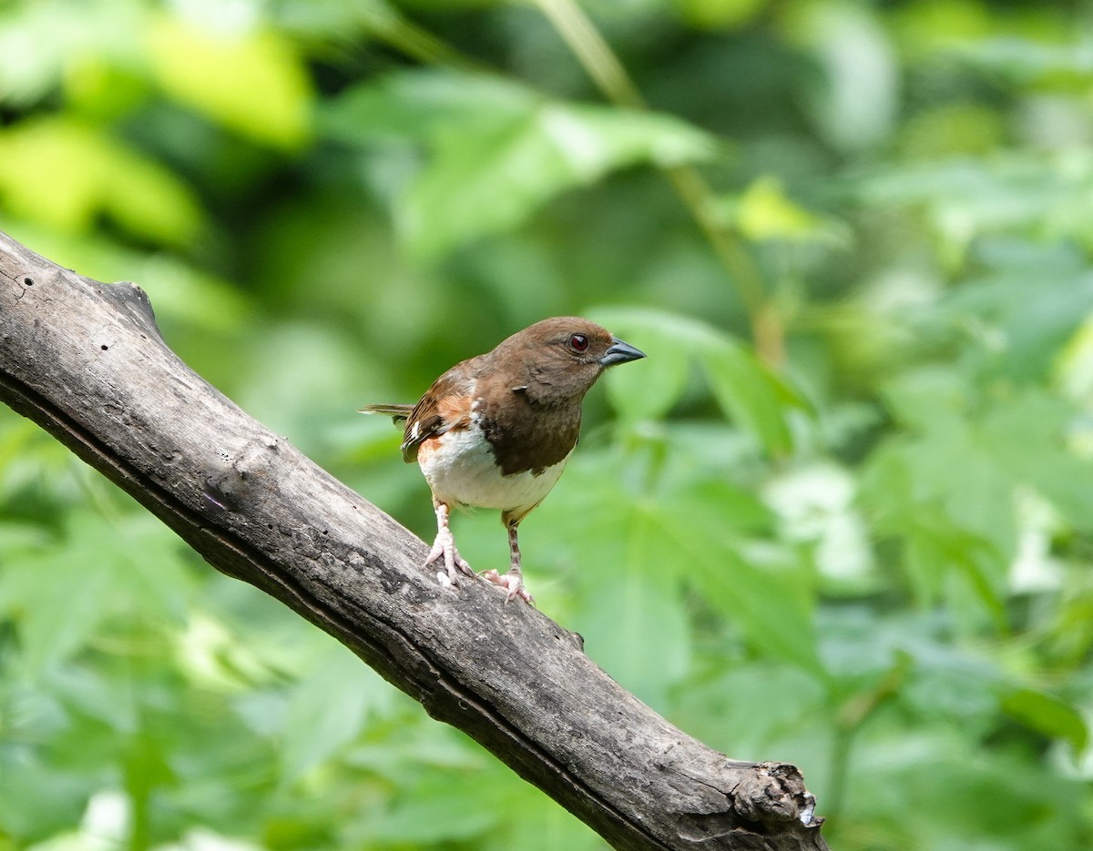 ワキアカトウヒチョウ - ML620616134