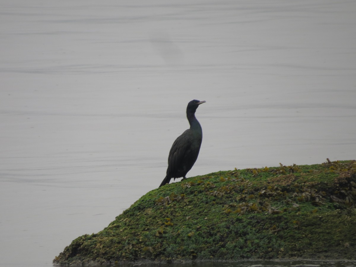 Pelagic Cormorant - Shayan Zirakjou