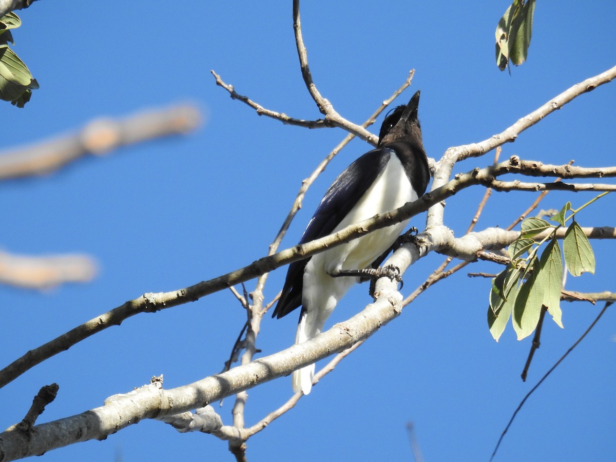 Curl-crested Jay - ML620616138