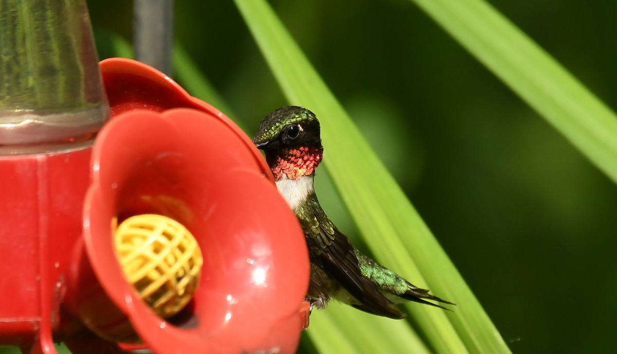 Ruby-throated Hummingbird - ML620616140