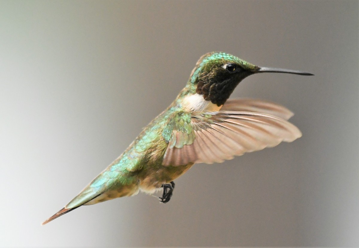 Ruby-throated Hummingbird - ML620616142