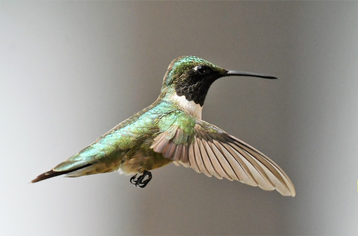 Ruby-throated Hummingbird - ML620616143