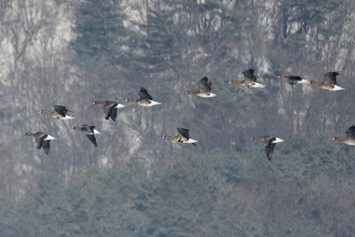 Greater White-fronted Goose - ML620616144