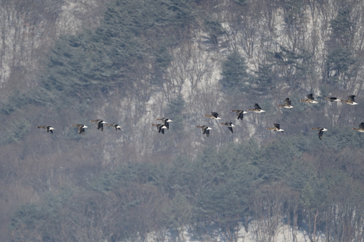 Greater White-fronted Goose - ML620616145