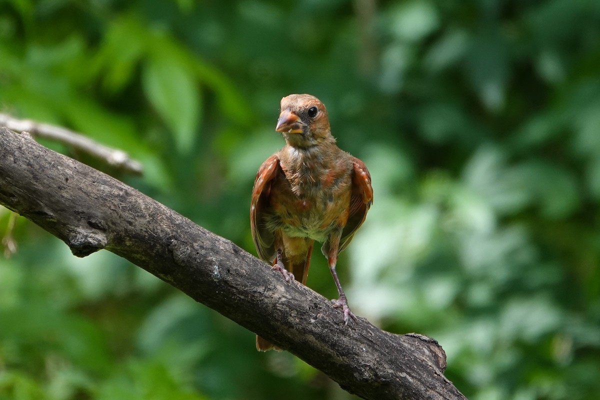 Northern Cardinal - ML620616146