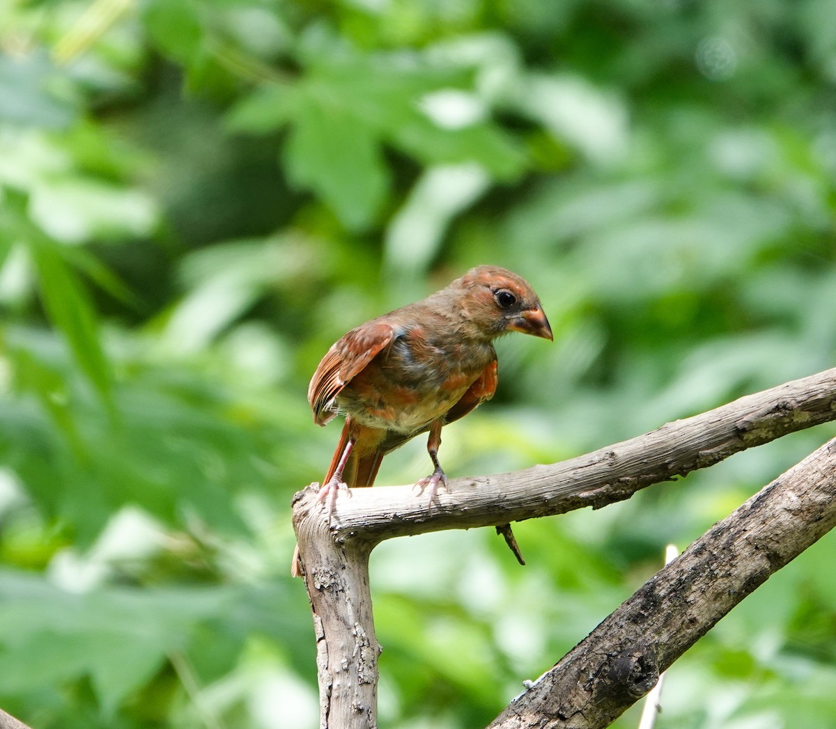 Northern Cardinal - ML620616147