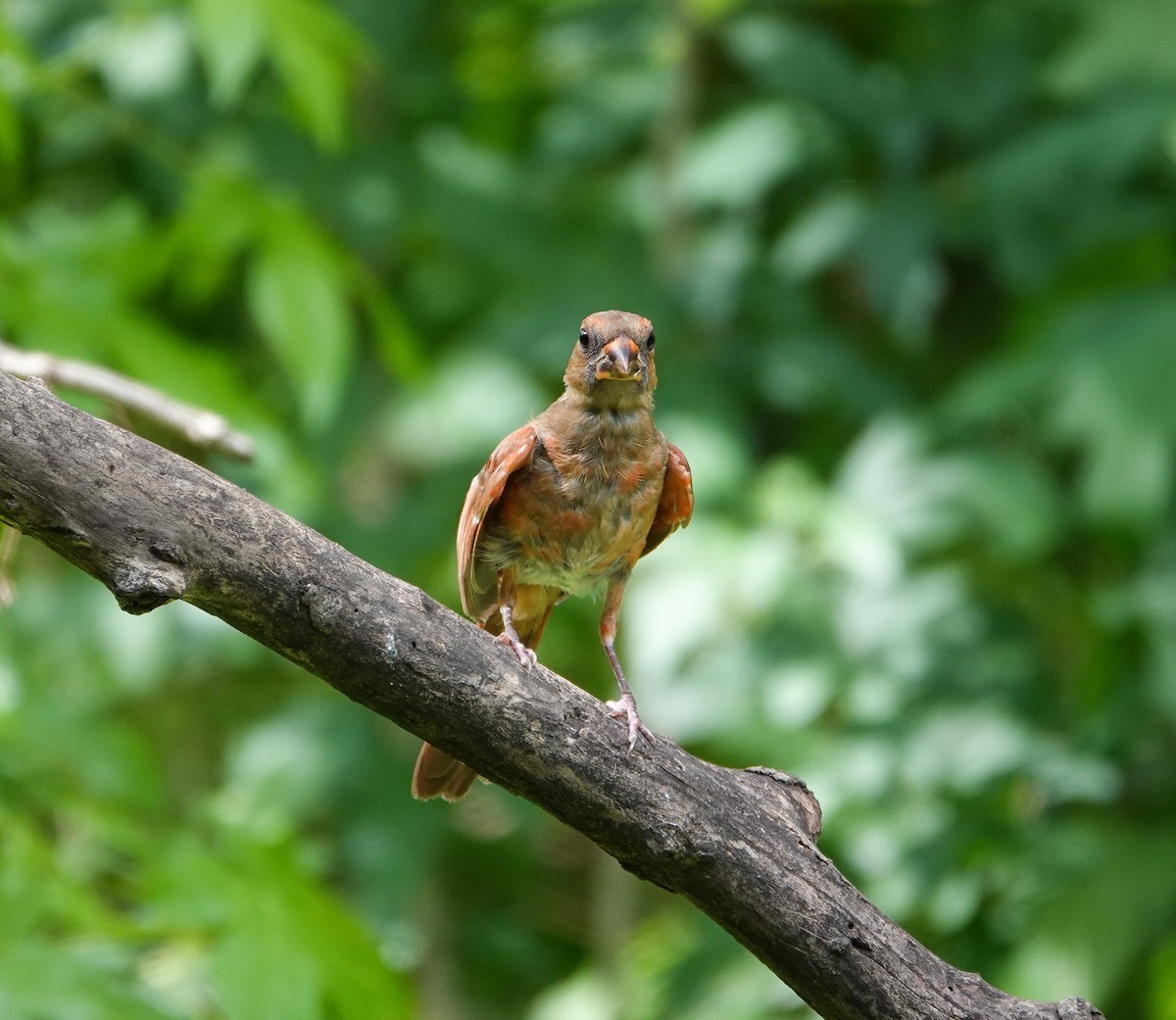 Northern Cardinal - Kay Dantzler