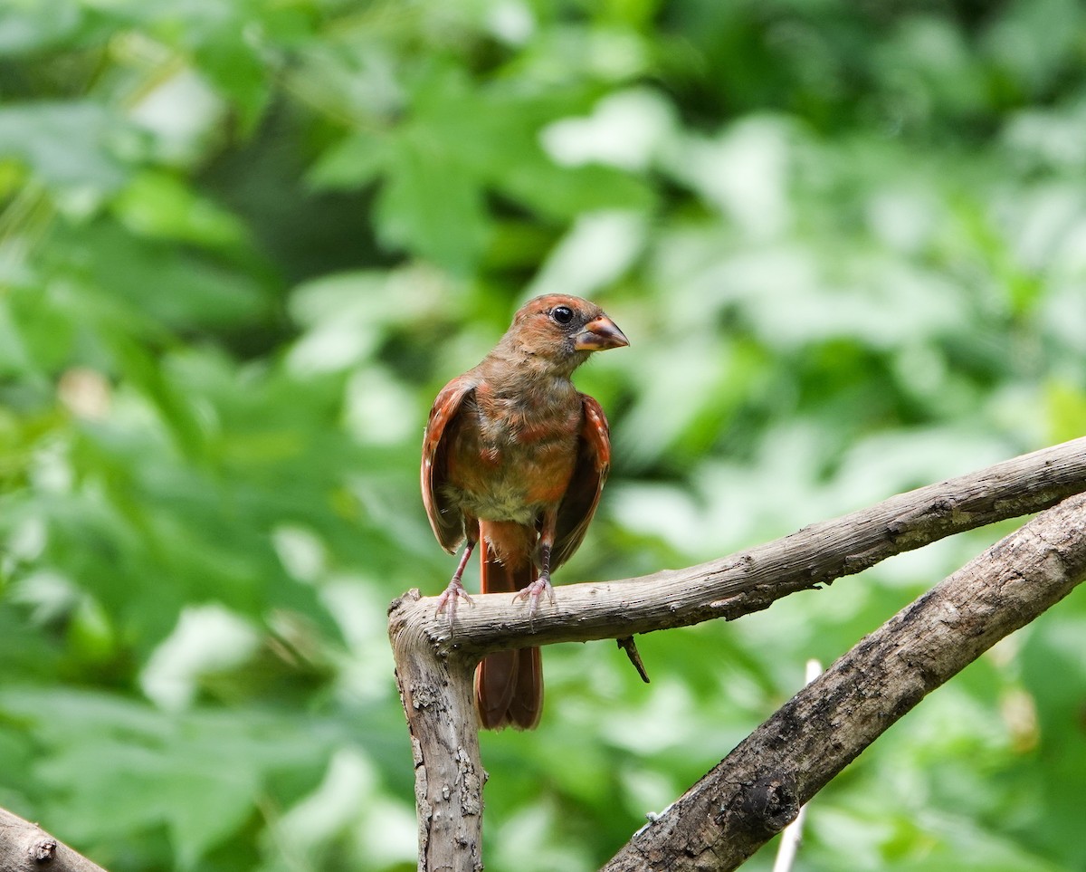 Northern Cardinal - ML620616149