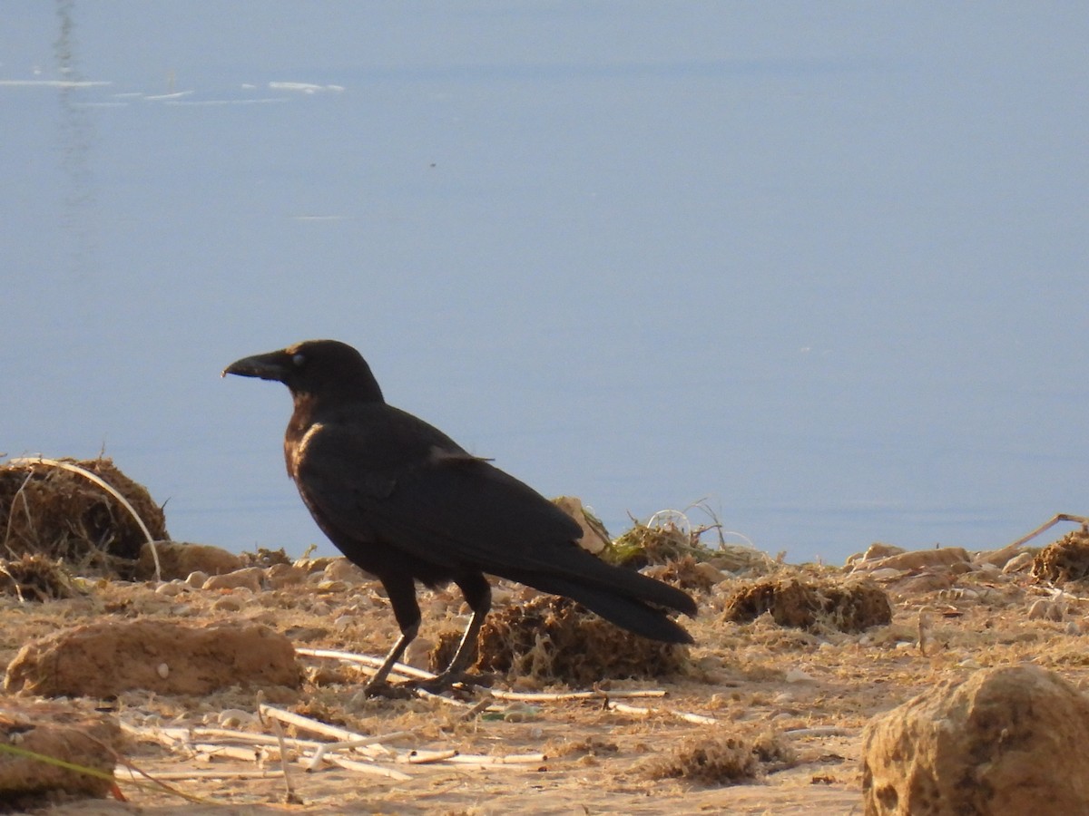 Carrion Crow - Miguel Ángel  Pardo Baeza