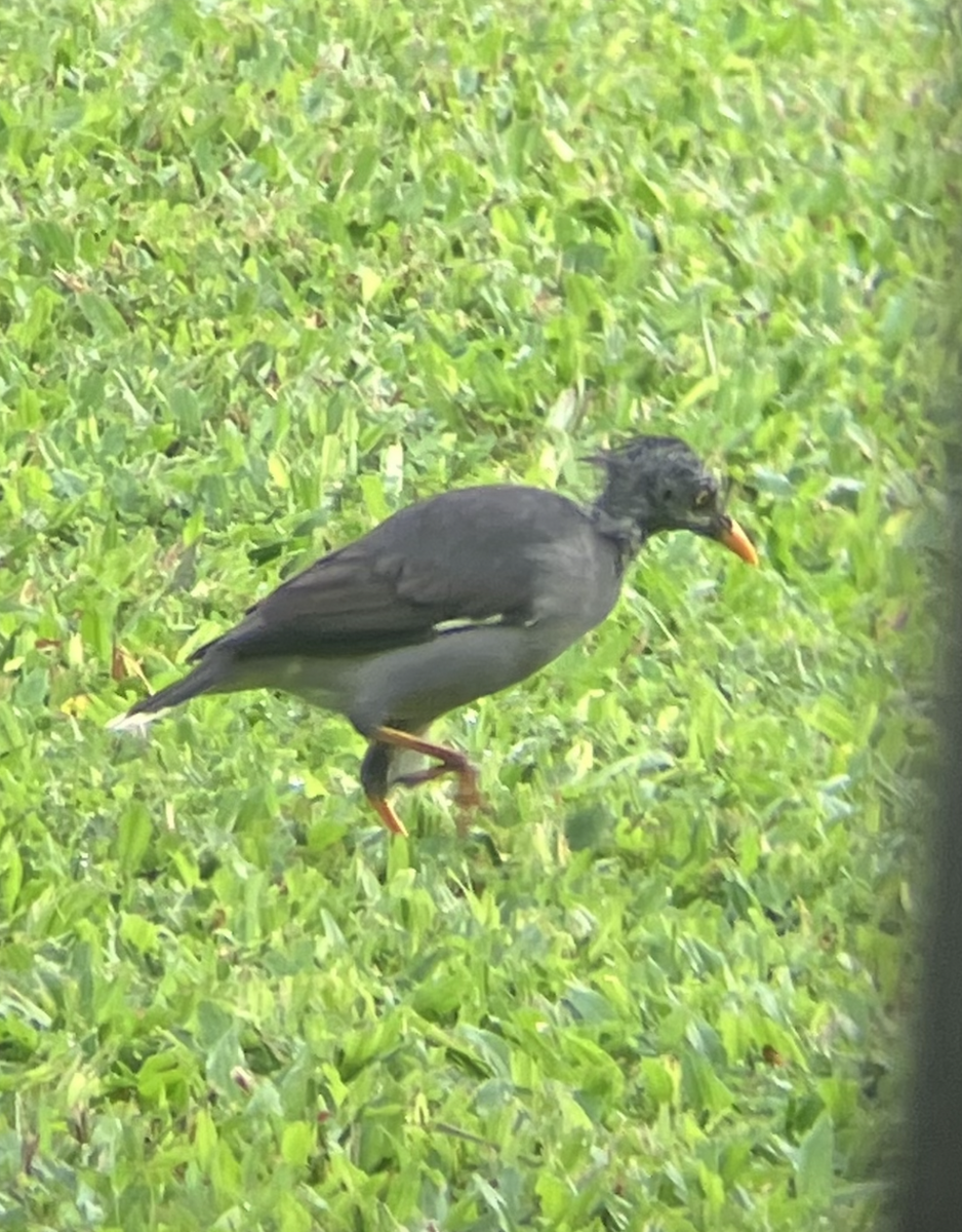 Jungle Myna - ML620616154