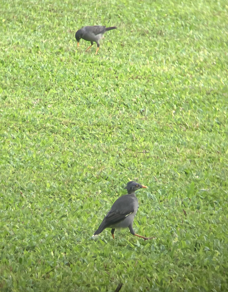 Jungle Myna - ML620616155