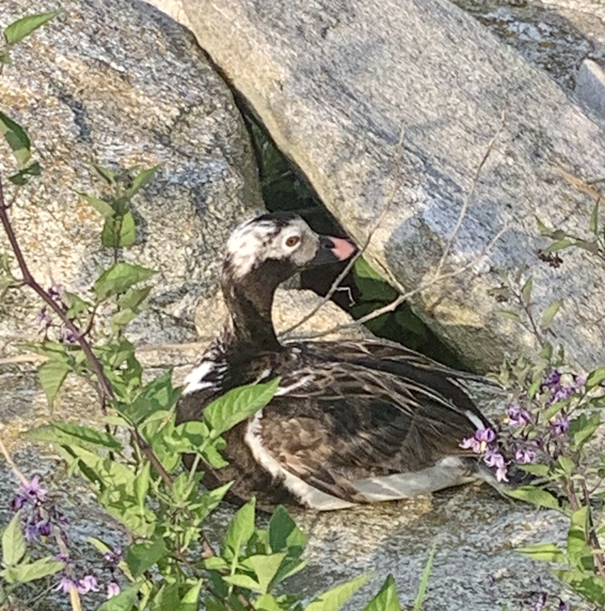 Long-tailed Duck - ML620616156