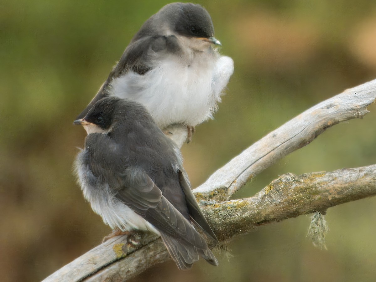 Tree Swallow - ML620616157