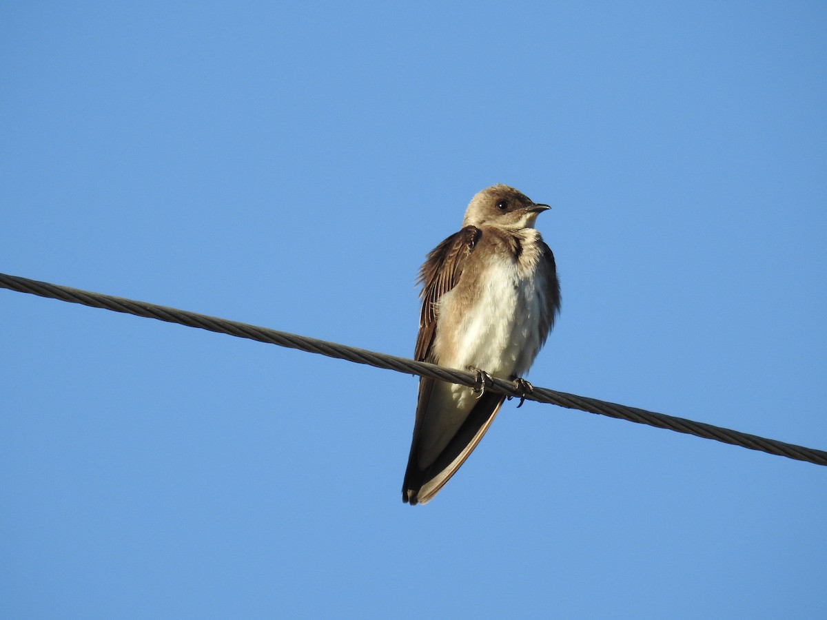 Brown-chested Martin - ML620616158