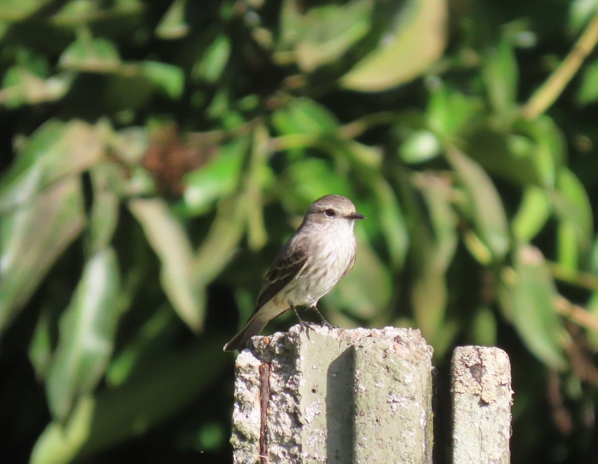 Vermilion Flycatcher - ML620616162