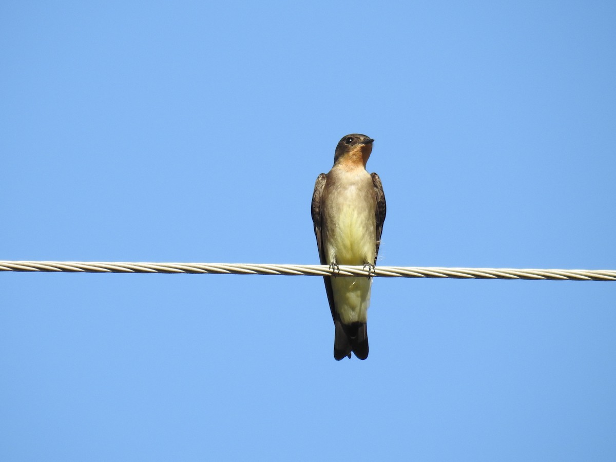 Golondrina Gorjirrufa - ML620616166