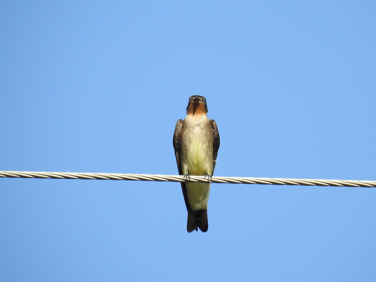 Golondrina Gorjirrufa - ML620616167