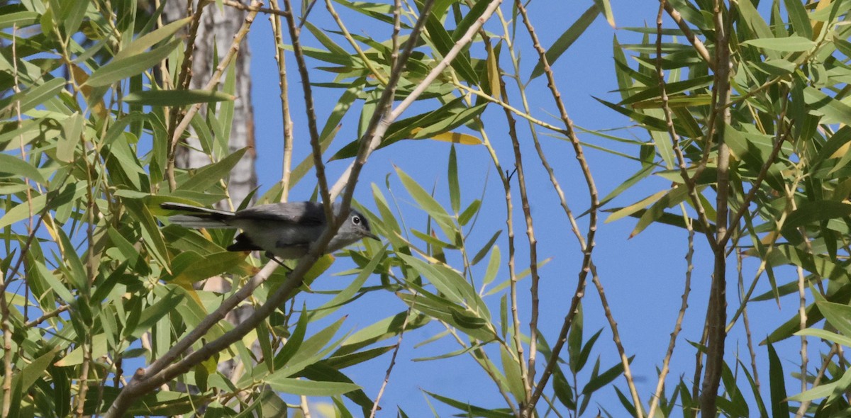 Blue-gray Gnatcatcher - ML620616170