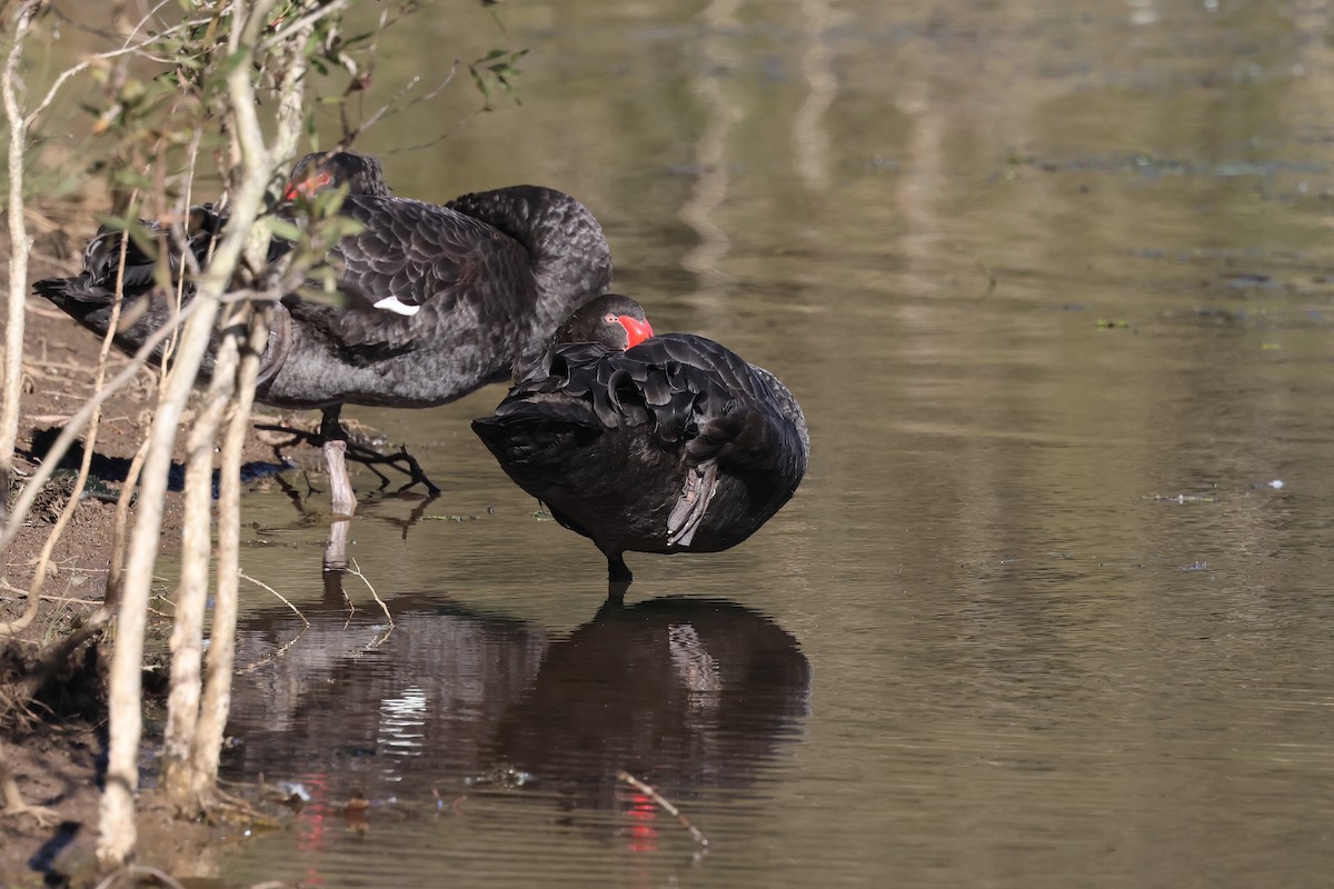 Cisne Negro - ML620616171