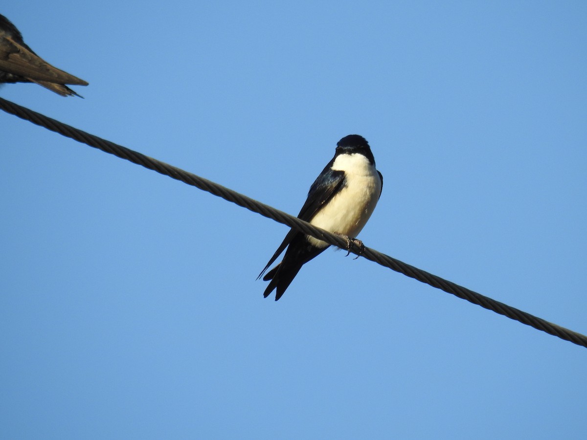 Blue-and-white Swallow - ML620616172