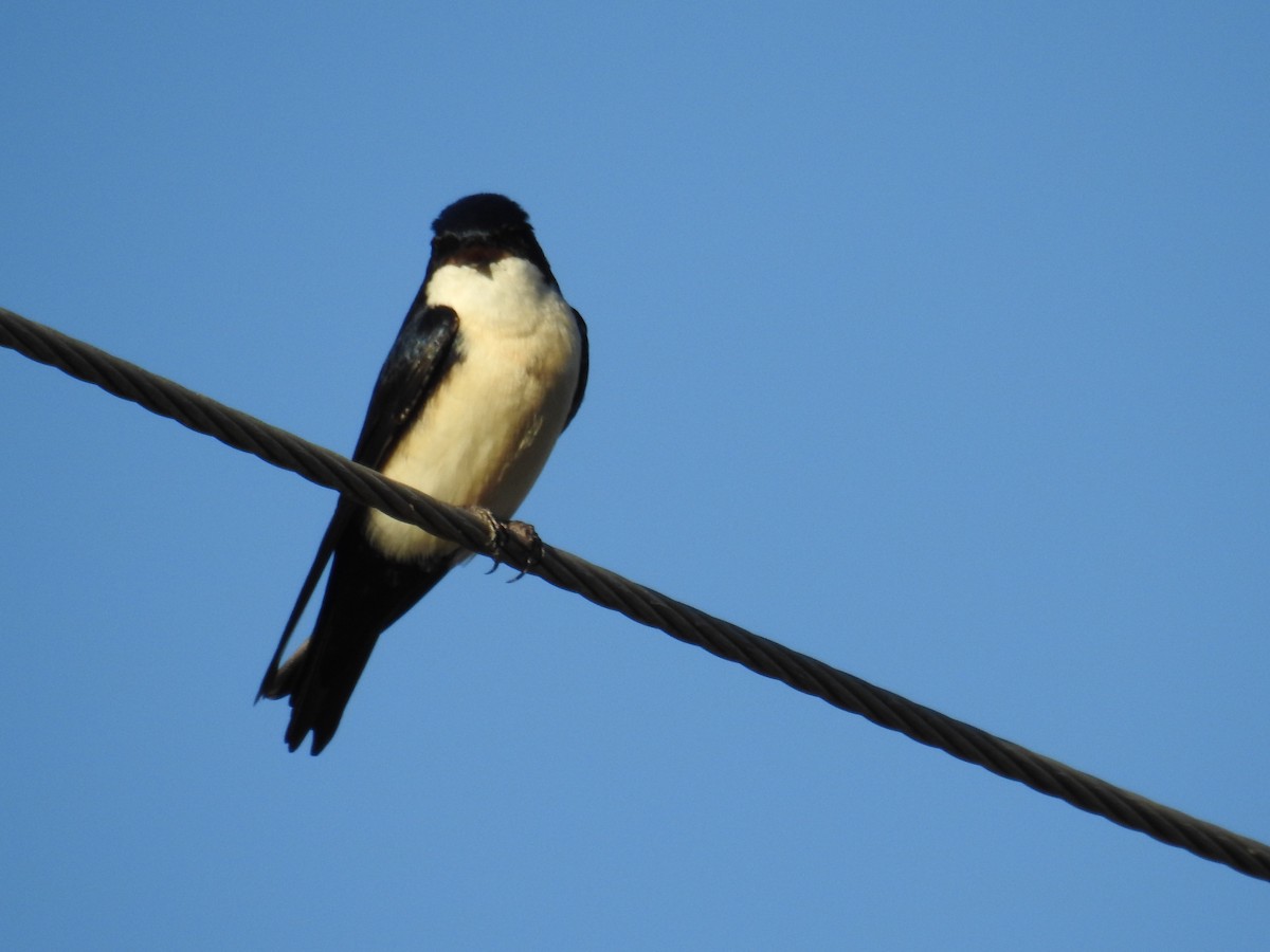 Blue-and-white Swallow - ML620616174