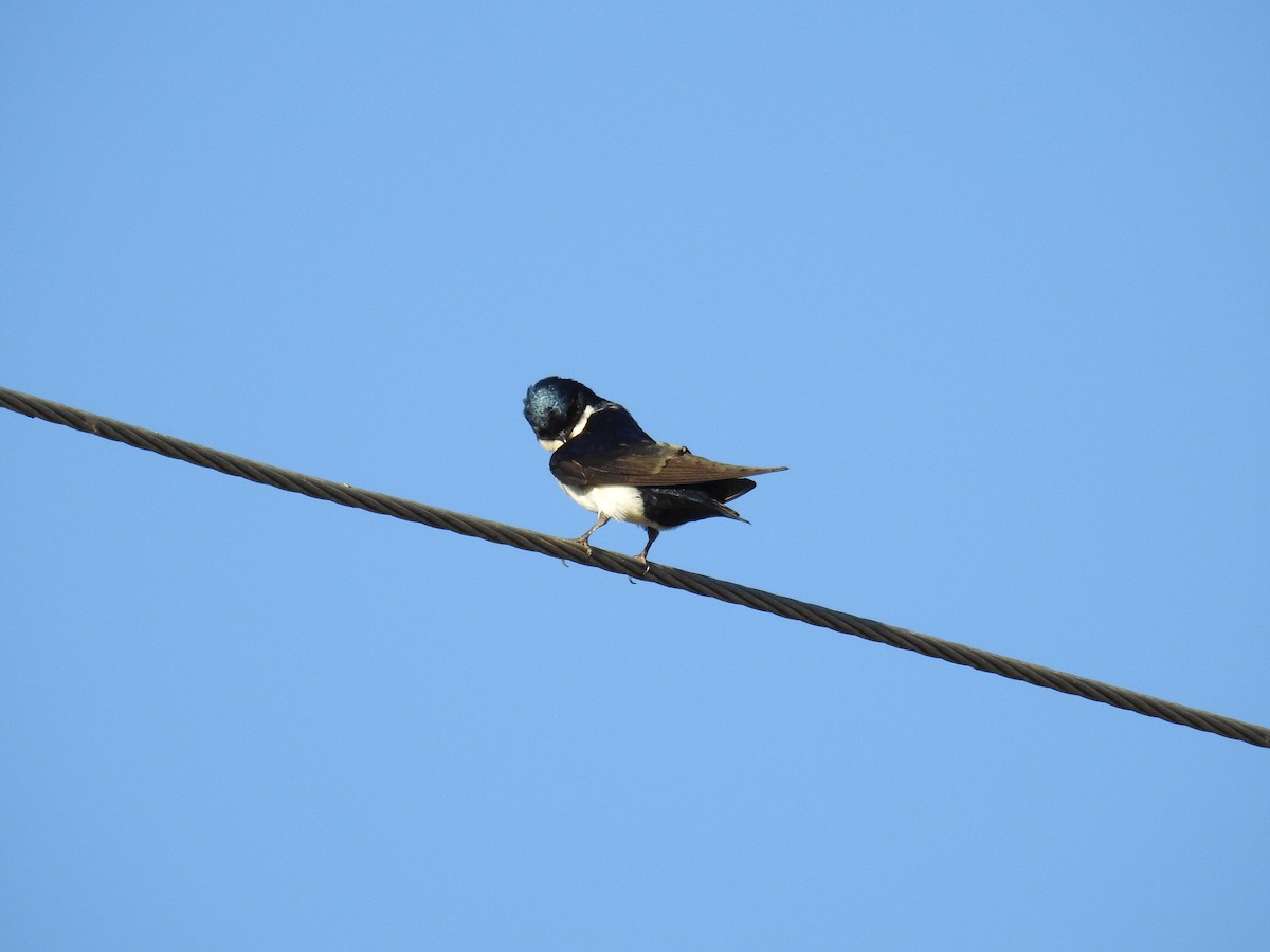 Blue-and-white Swallow - ML620616175