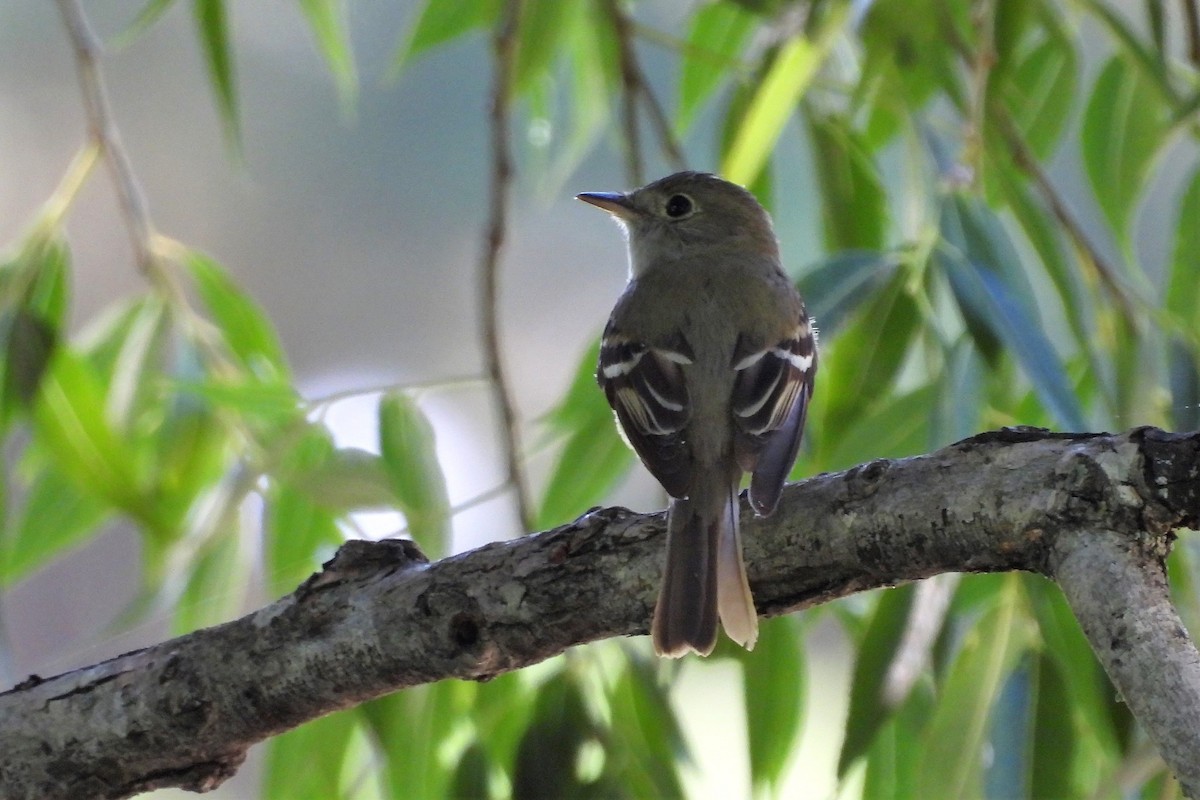 Acadian Flycatcher - ML620616177