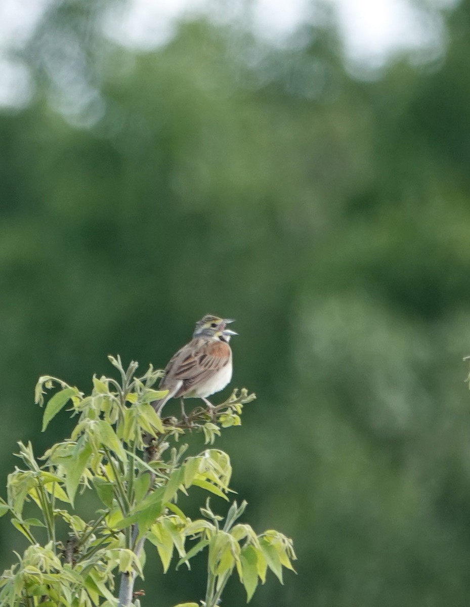 Dickcissel - ML620616178