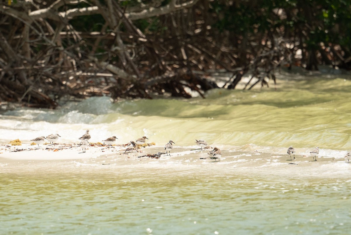 Bécasseau sanderling - ML620616181