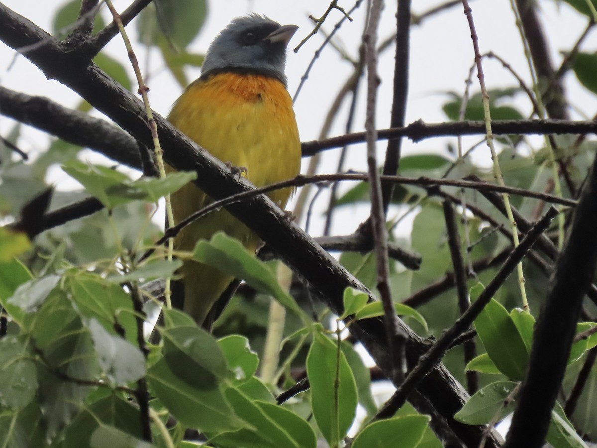 Blue-and-yellow Tanager - ML620616184