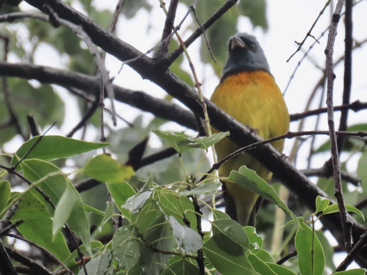 Blue-and-yellow Tanager - ML620616185