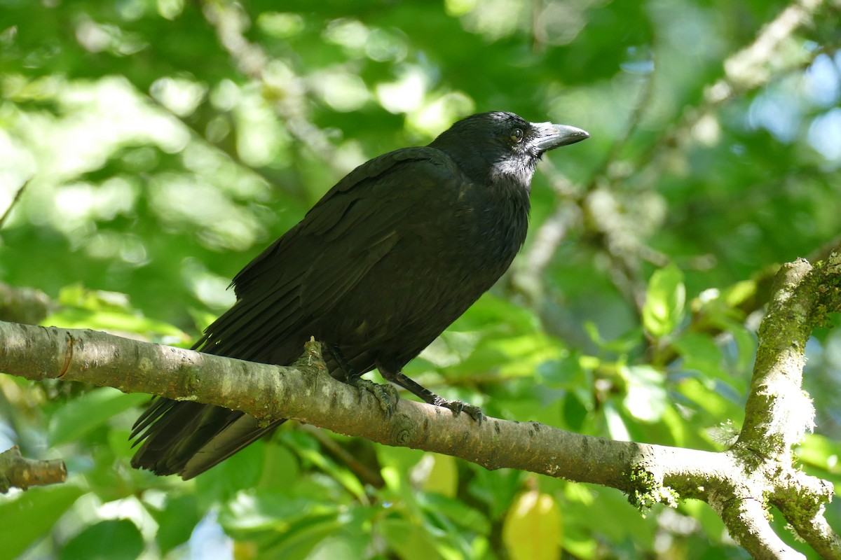 American Crow - ML620616186