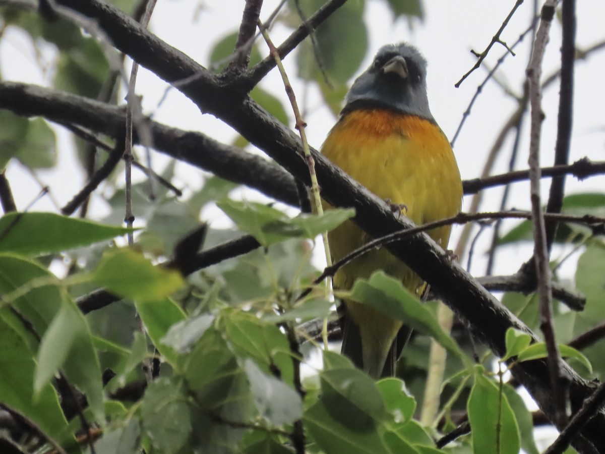 Blue-and-yellow Tanager - ML620616187