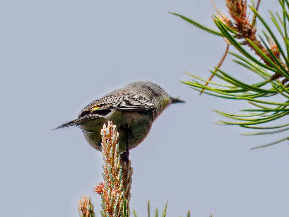 Wilson's Warbler - ML620616191