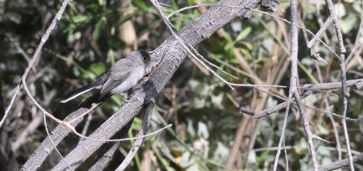 Blue-gray Gnatcatcher - ML620616194