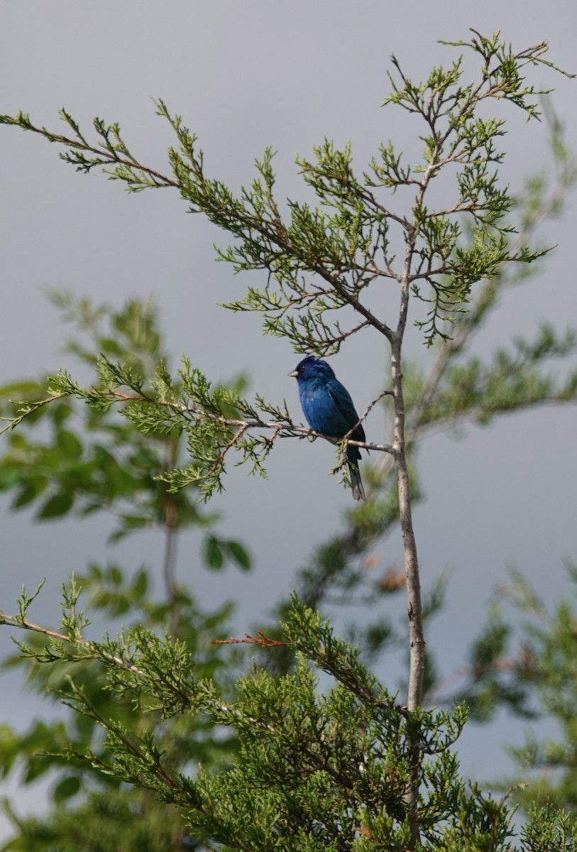 Indigo Bunting - ML620616195