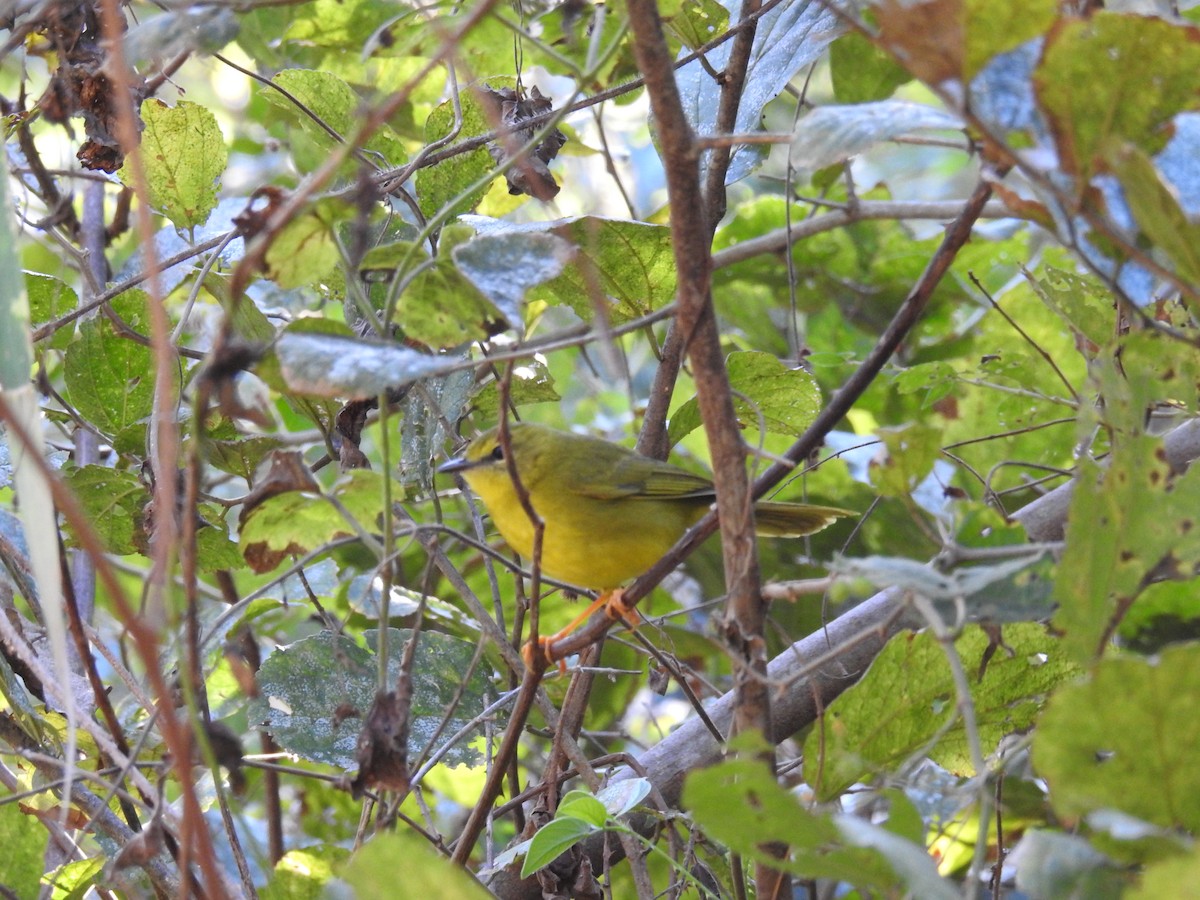 Flavescent Warbler - ML620616203