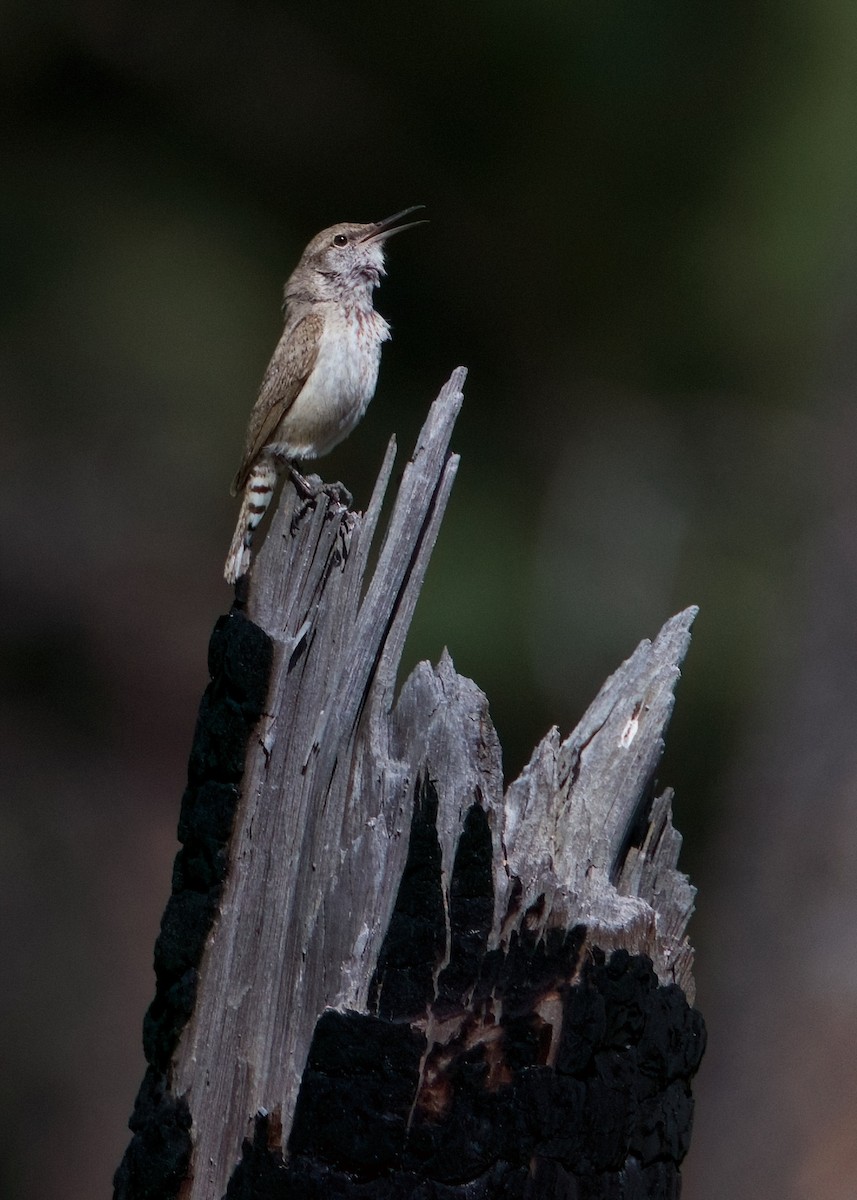 Rock Wren - ML620616204